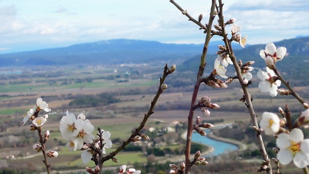 Amandier du Luberon en hiver, une des choses à voir dans les essentiels du Luberon