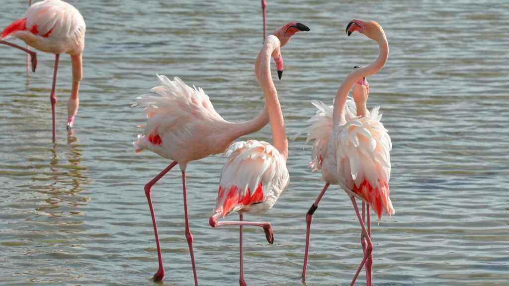 On observe des flamants roses dans leur habitat naturel de Camargue, entourés de marais et de végétation, offrant une belle opportunité de découvrir la Provence en voiture