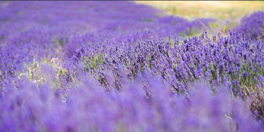 Un champ de lavande en fleurs, avec des plants nets au milieu de l'image et des plans flous devant et à l'arrière-plan, créant une belle profondeur de champ