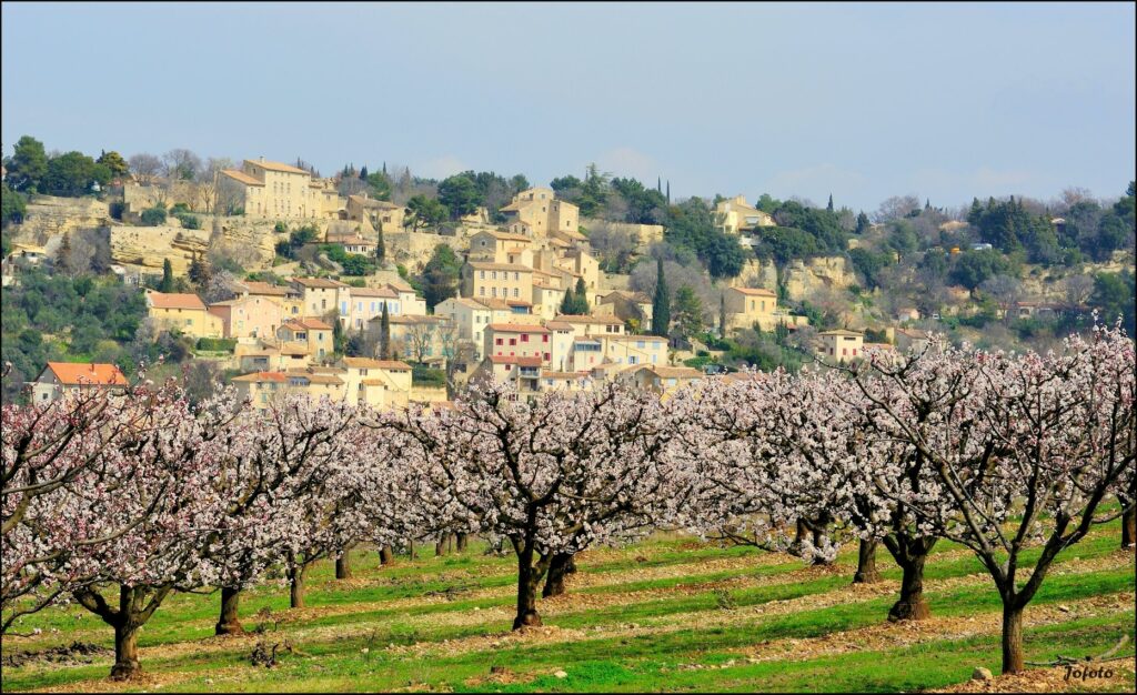 La Roque-sur-Pernes au printemps, un village provençal coloré entouré d'arbres en fleurs.