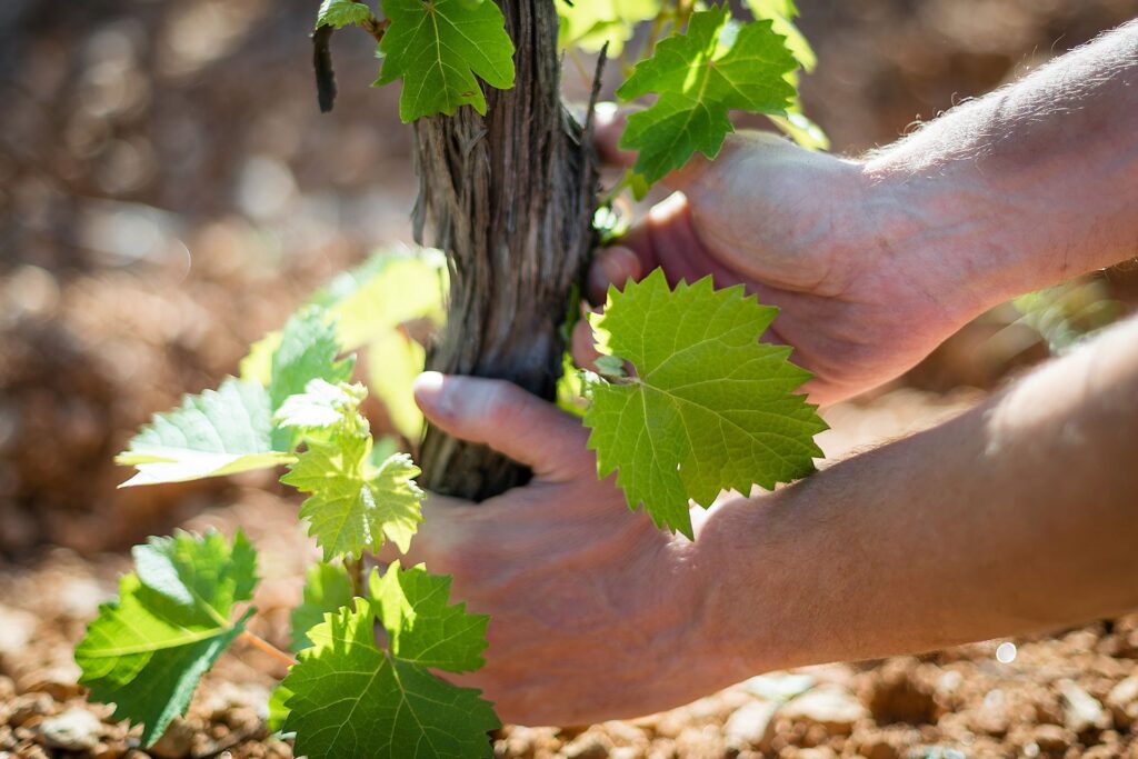Viticulteur biologique en action dans ses vignes en Provence