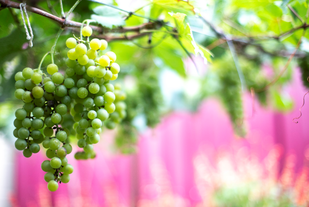 Grappe de raisin biologique dans les vignobles de Provence