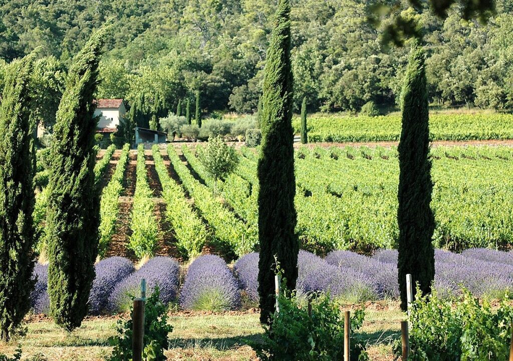 Paysage de vignes biologiques en Provence