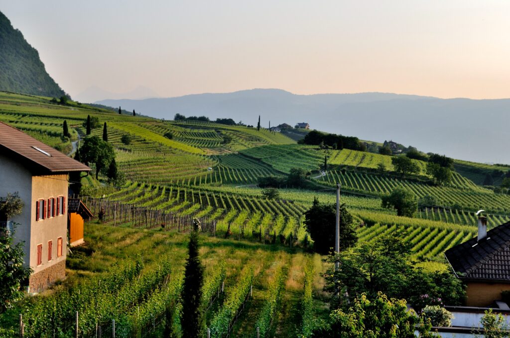 Vue pittoresque des vignobles en terrasse avec une maison traditionnelle en Provence au crépuscule, soulignant le charme rural et la culture viticole de la région.