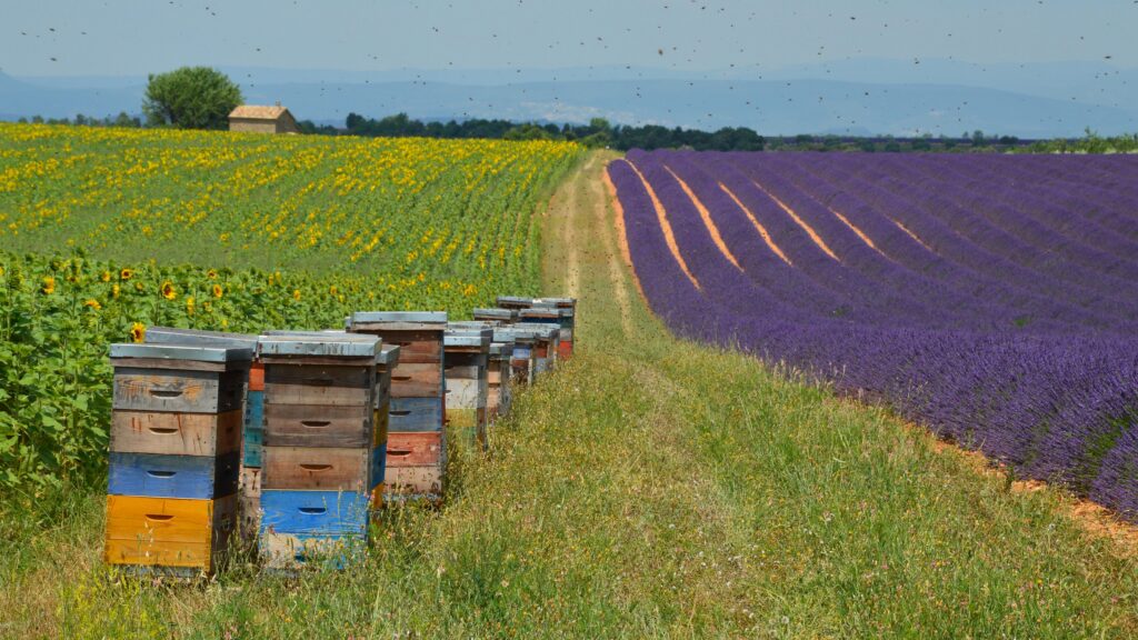 Champs de lavande et de tournesols en Provence, paysages à découvrir lors d'un voyage gastronomique