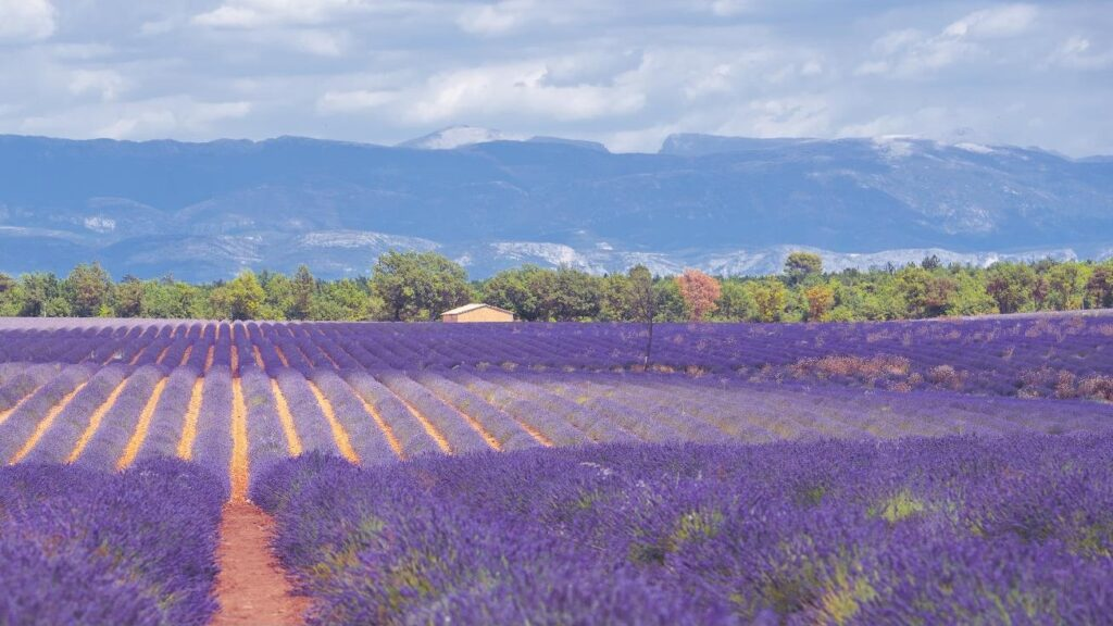 Champ de lavande en Provence, un lieu incontournable à visiter